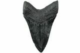 Serrated, Fossil Megalodon Tooth - South Carolina #231767-2